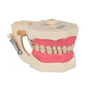 DENTOFORMO 101 DENTISTICA ARTICULADO ORAIS