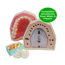 DENTOFORMO 1031-IMA DENTISTICA/PERIODONCIA KIT ORAIS (JUEGO DIENTES PERIODONCIA + ENCIAS TRANSPARENTES)