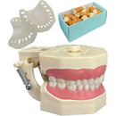 DENTOFORMO 1031 DENTISTICA/PERIODONCIA KIT ORAIS (JUEGO DIENTES DENTISTICA + JUEGO DIENTES PERIODONCIA + ENCIAS TRANSPARENTES)