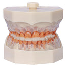 DENTOFORMO 300 PERIODONCIA ARTICULADO ORAIS