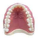 [101U] DENTOFORMO 101U DENTISTICA ESTANDAR NO ARTICULADO ORAIS