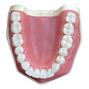 [101U] DENTOFORMO 101U DENTISTICA ESTANDAR NO ARTICULADO ORAIS