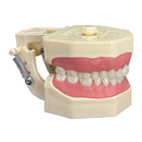 [101U] DENTOFORMO 101U DENTISTICA ESTANDAR NO ARTICULADO ORAIS